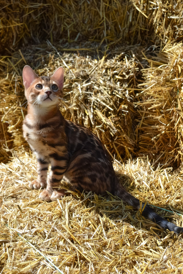 Amur | Bengal Kitten