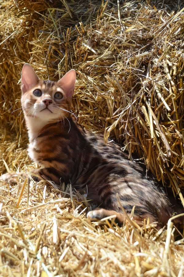 Amur | Bengal Kitten