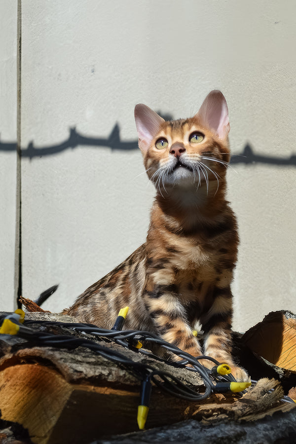 Amur | Bengal Kitten