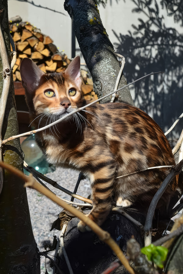 Amur | Bengal Kitten