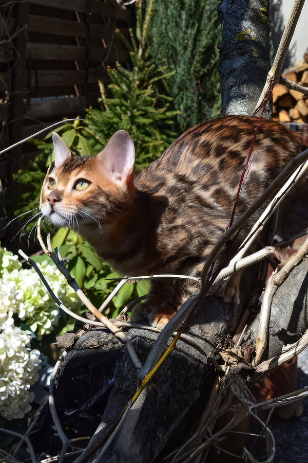 Amur | Bengal Kitten