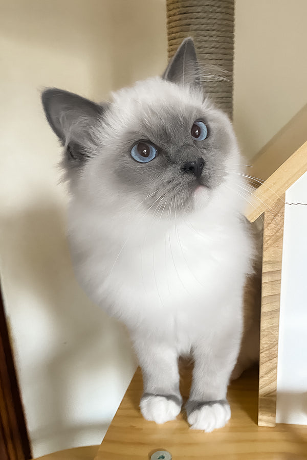 Amur | Ragdoll Kitten