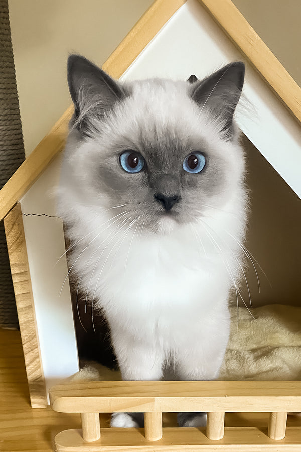 Amur | Ragdoll Kitten