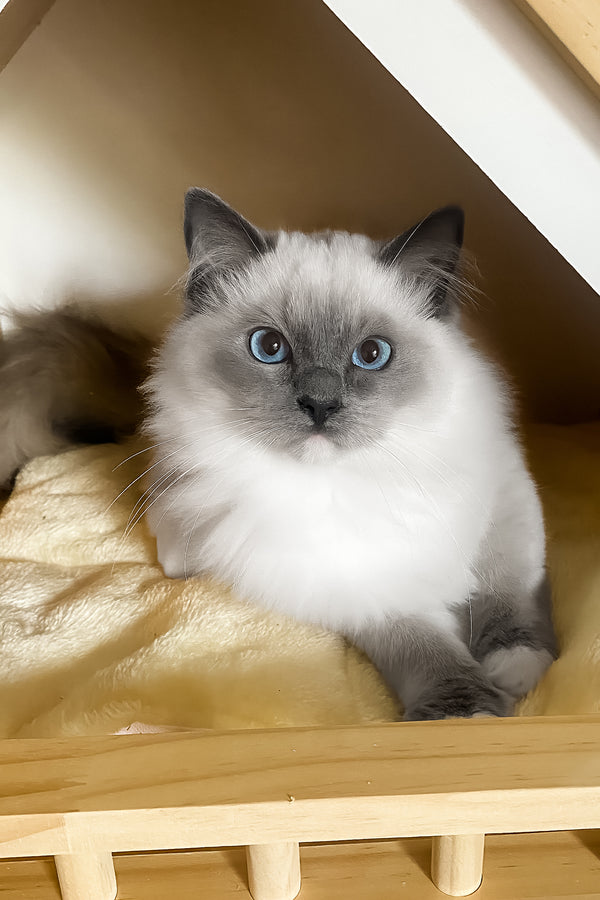 Amur | Ragdoll Kitten