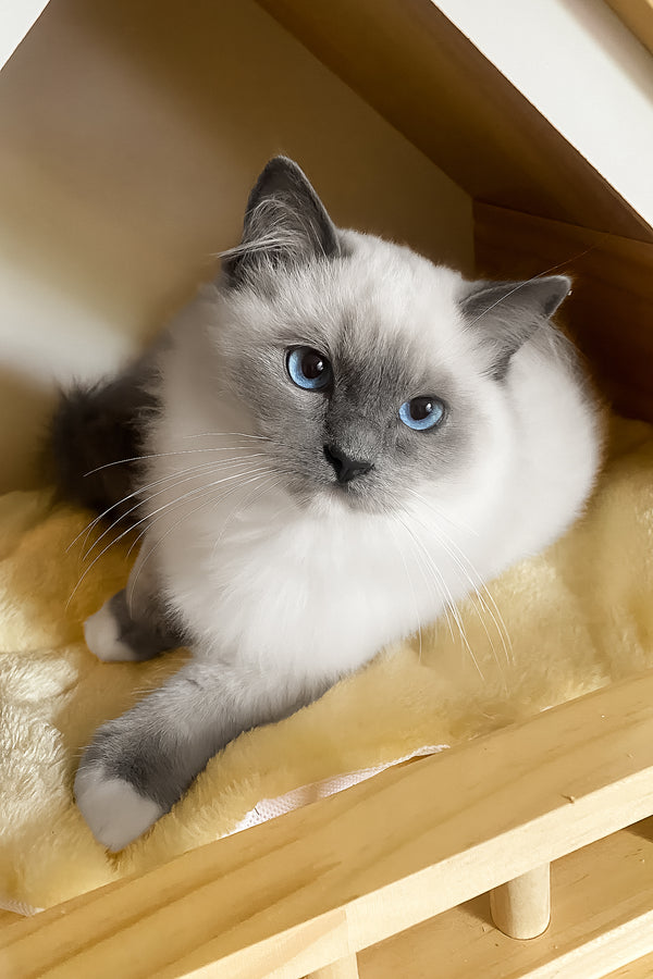 Amur | Ragdoll Kitten