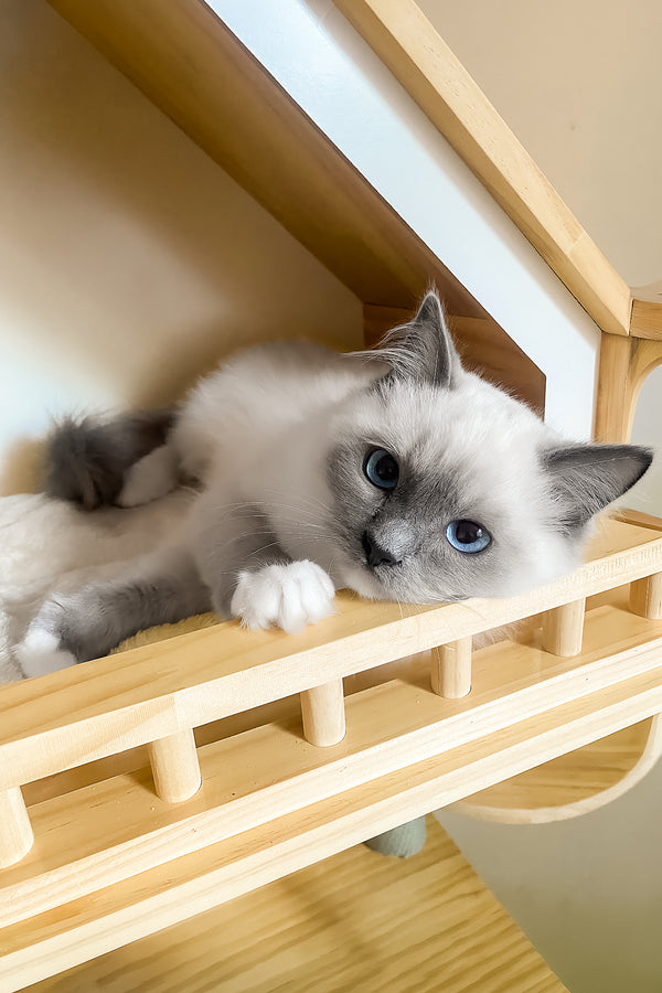 Amur | Ragdoll Kitten