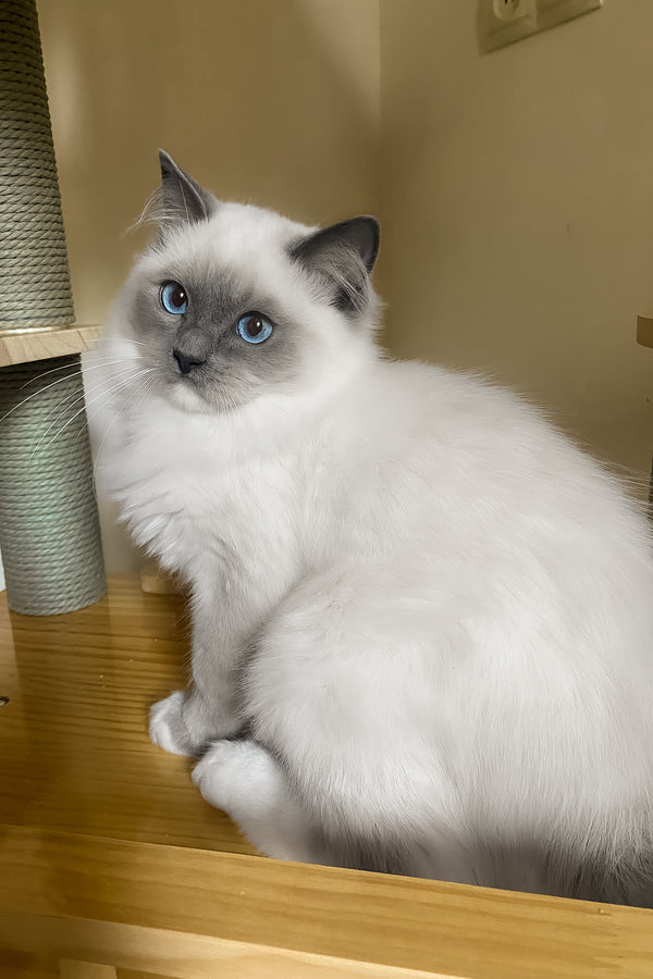 Amur | Ragdoll Kitten