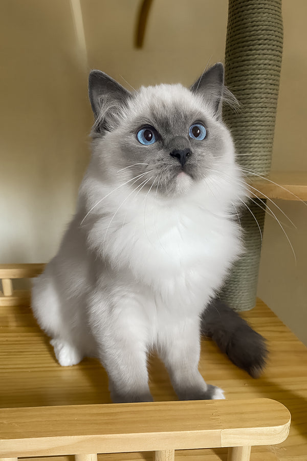 Amur | Ragdoll Kitten