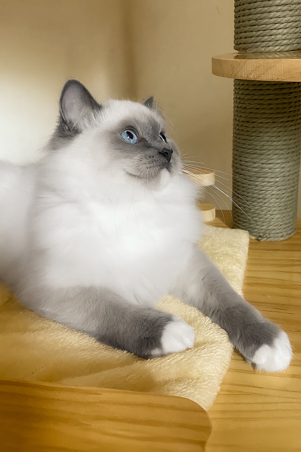 Amur | Ragdoll Kitten
