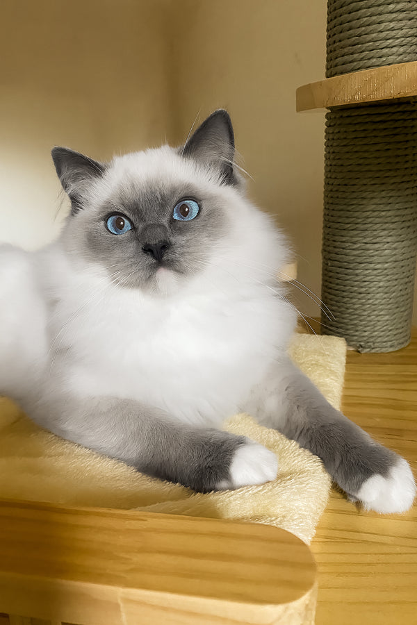 Amur | Ragdoll Kitten