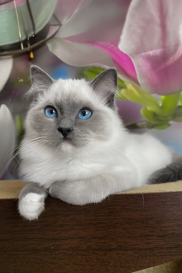 Amur | Ragdoll Kitten