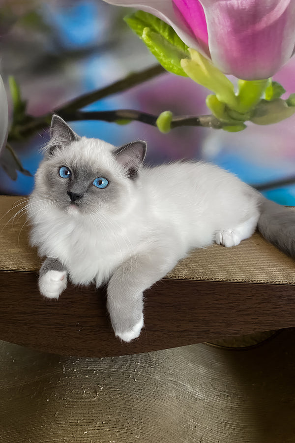 Amur | Ragdoll Kitten