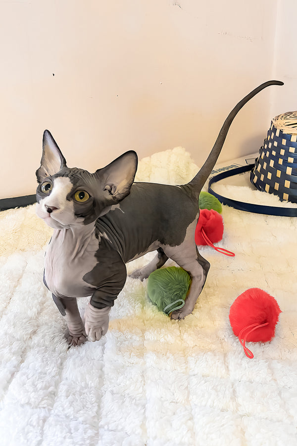 Anasia | Bambino Sphynx Kitten