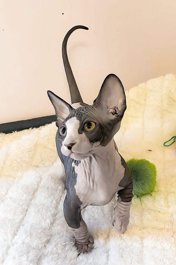 Anasia | Bambino Sphynx Kitten