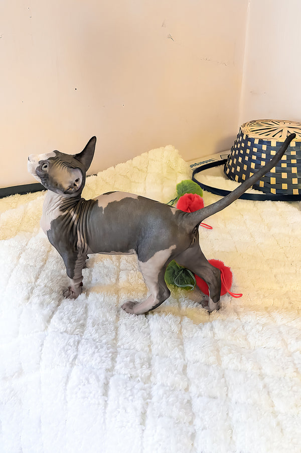 Anasia | Bambino Sphynx Kitten