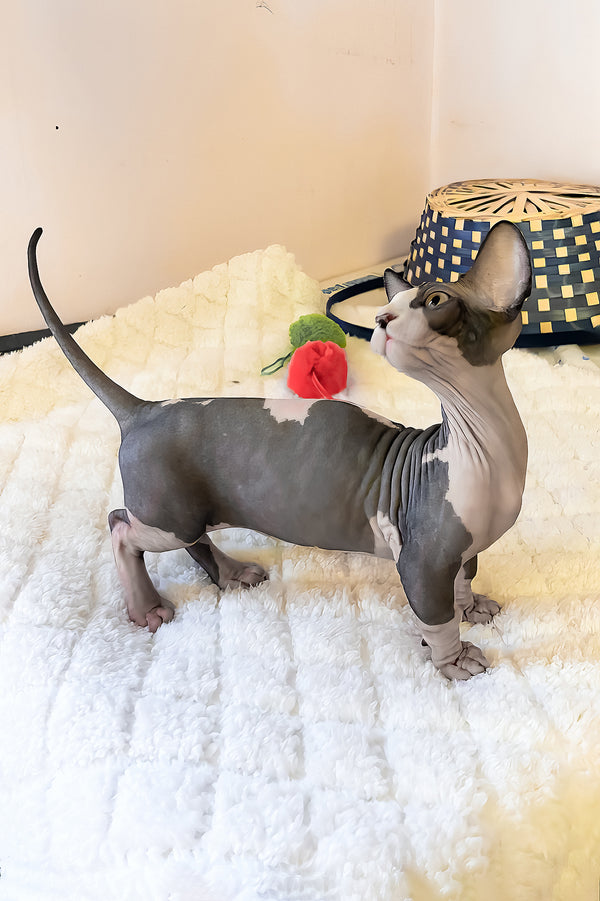 Anasia | Bambino Sphynx Kitten