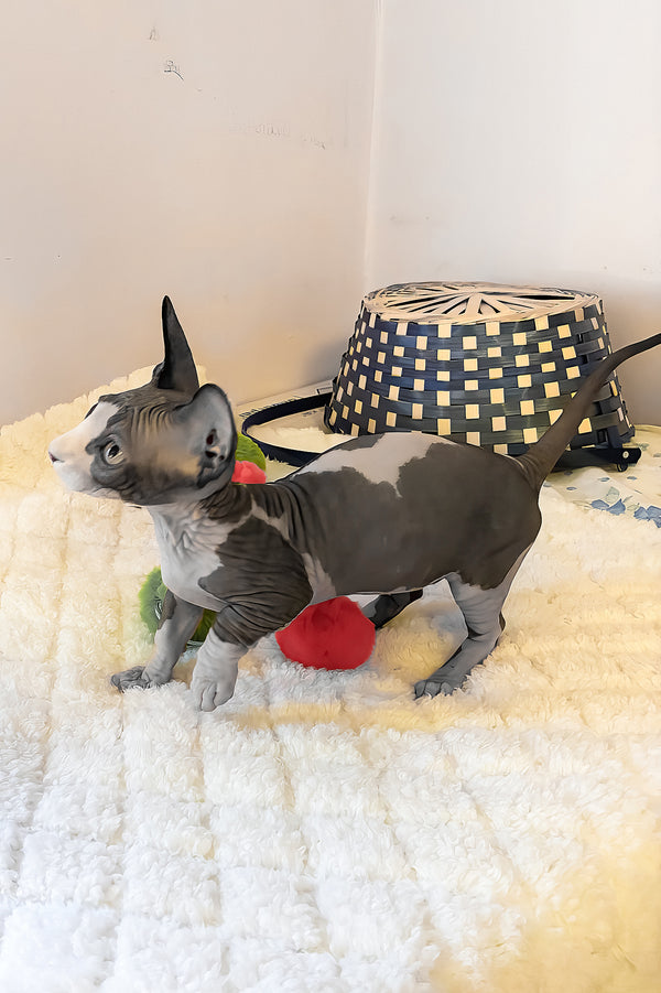 Anasia | Bambino Sphynx Kitten