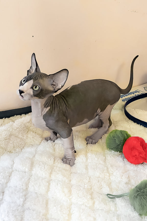 Anasia | Bambino Sphynx Kitten