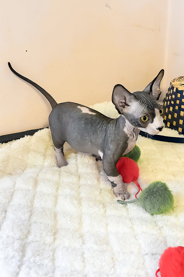 Anasia | Bambino Sphynx Kitten