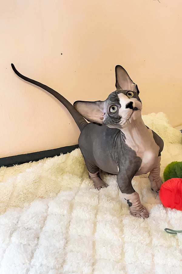 Anasia | Bambino Sphynx Kitten