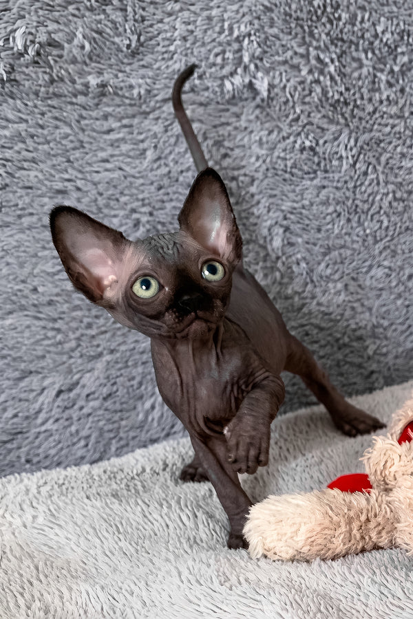 Anastasia | Canadian Sphynx Kitten