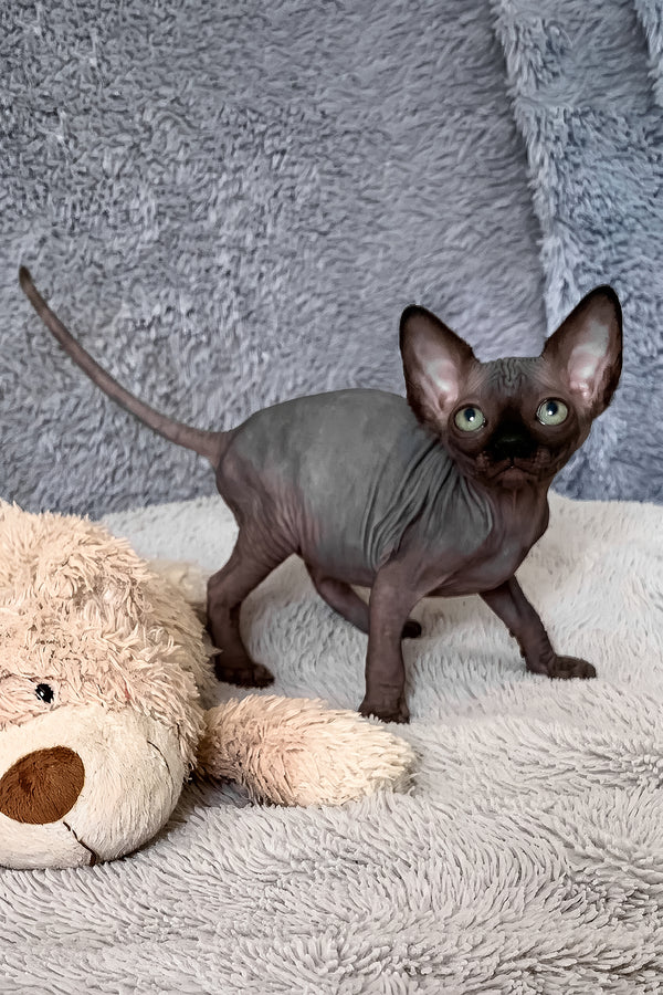 Anastasia | Canadian Sphynx Kitten