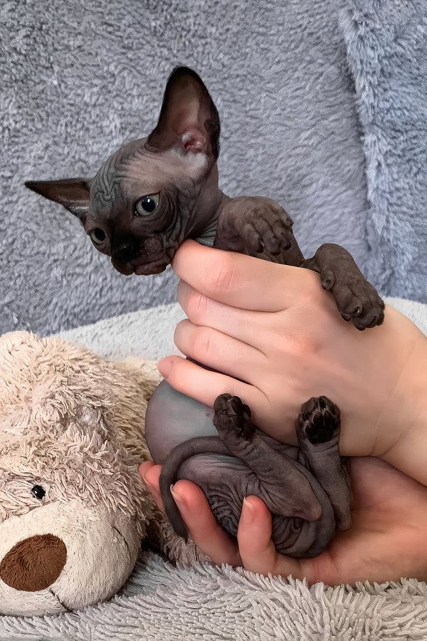 Anastasia | Canadian Sphynx Kitten