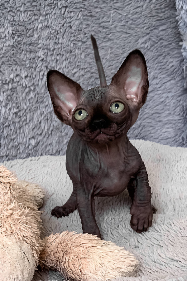Anastasia | Canadian Sphynx Kitten