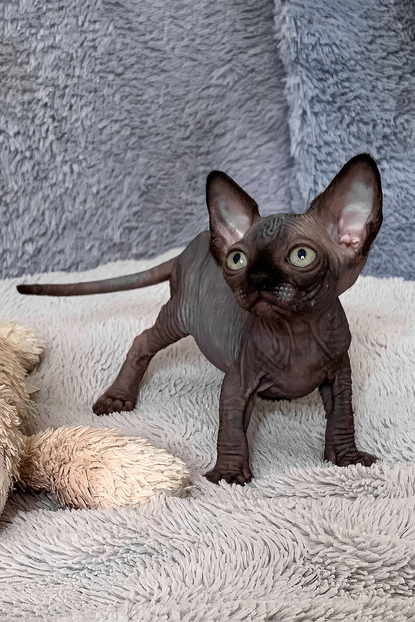 Anastasia | Canadian Sphynx Kitten