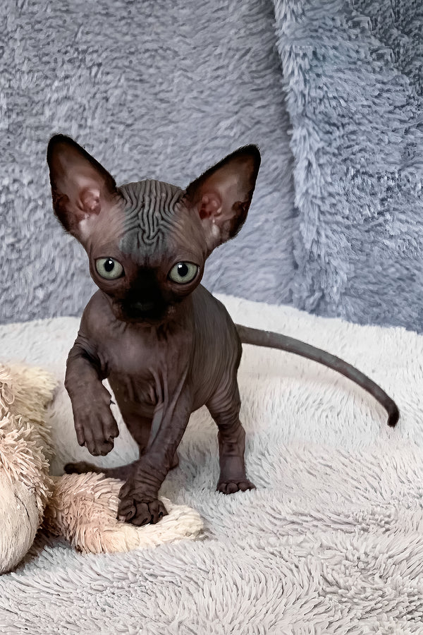 Anastasia | Canadian Sphynx Kitten