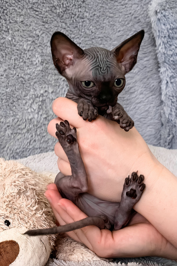 Anastasia | Canadian Sphynx Kitten