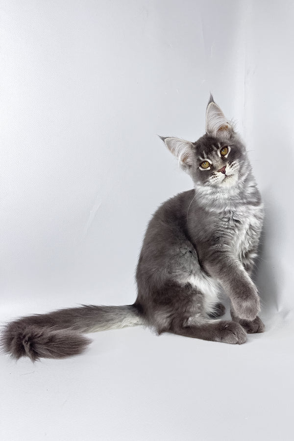 Andy | Maine Coon Kitten