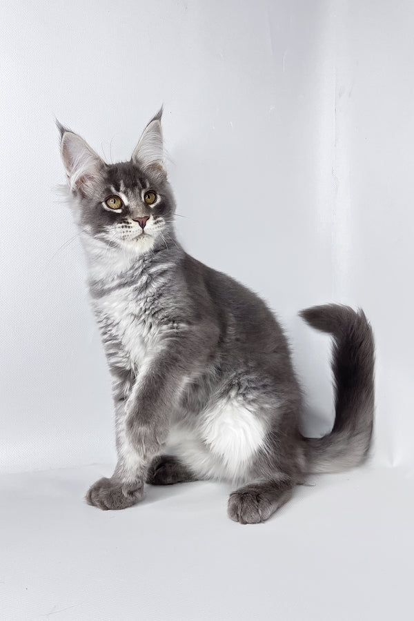 Andy | Maine Coon Kitten