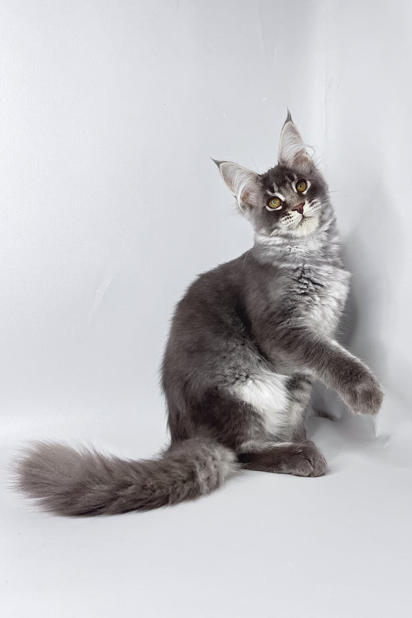 Andy | Maine Coon Kitten