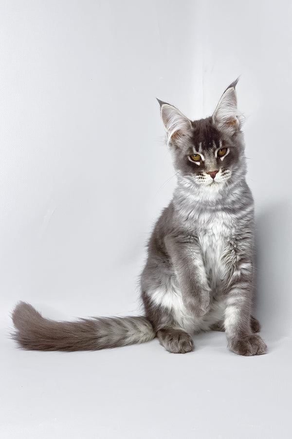 Andy | Maine Coon Kitten
