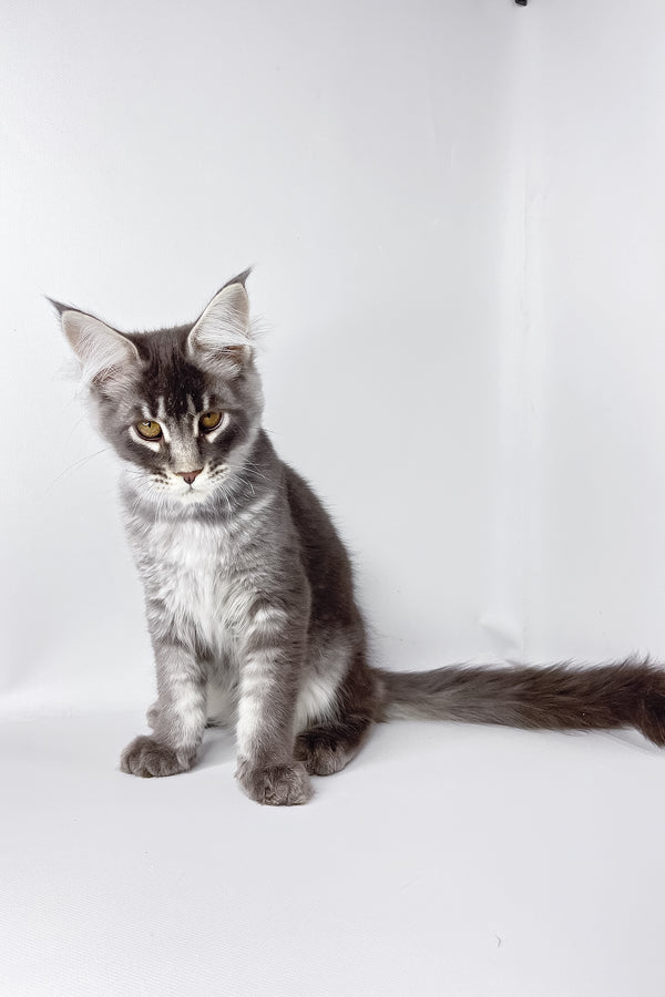 Andy | Maine Coon Kitten