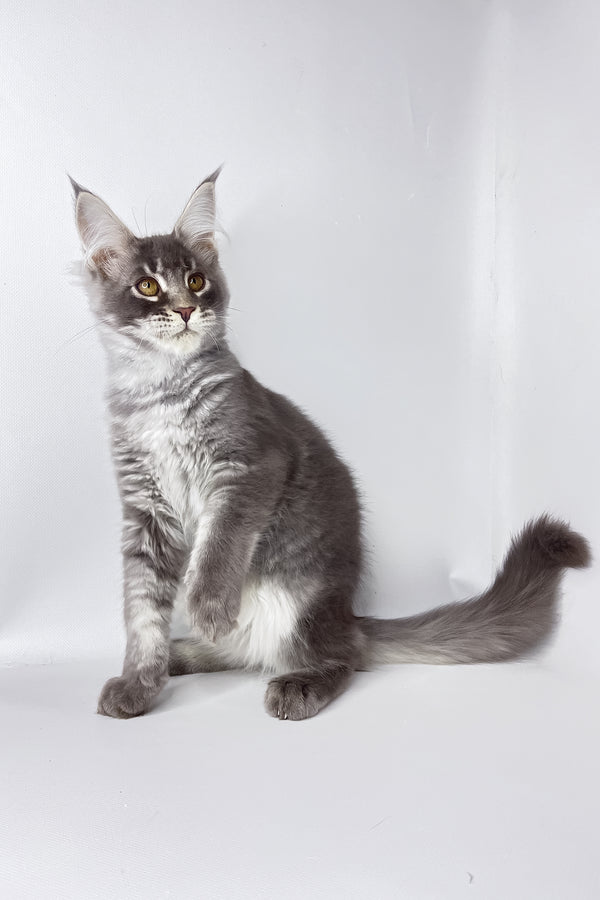 Andy | Maine Coon Kitten