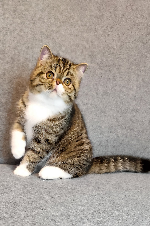 Anfisa | Exotic Shorthair Kitten