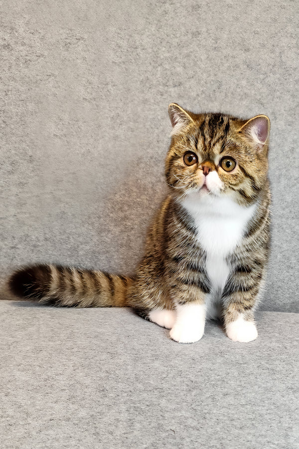 Anfisa | Exotic Shorthair Kitten
