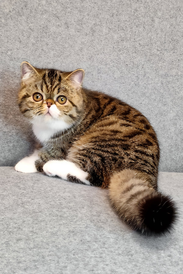 Anfisa | Exotic Shorthair Kitten