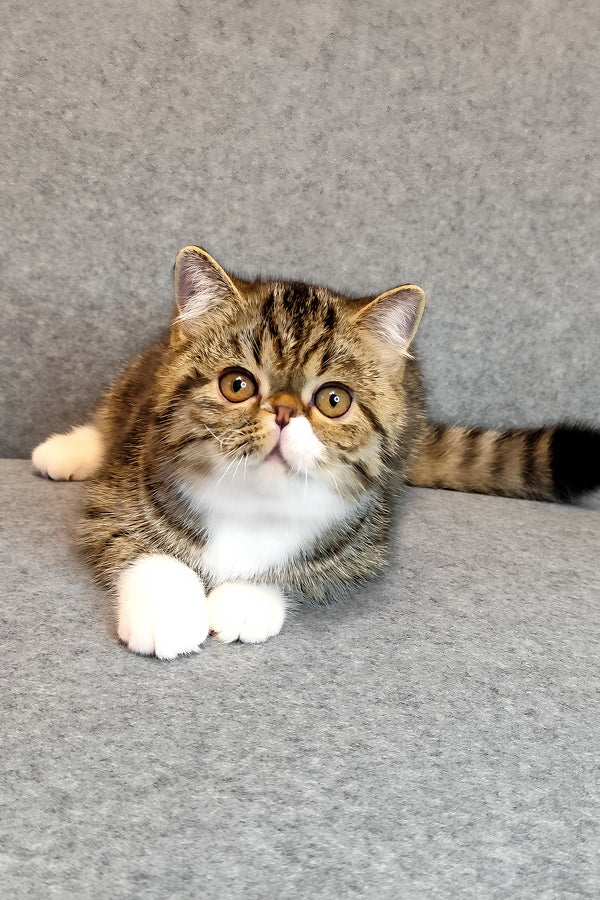 Anfisa | Exotic Shorthair Kitten