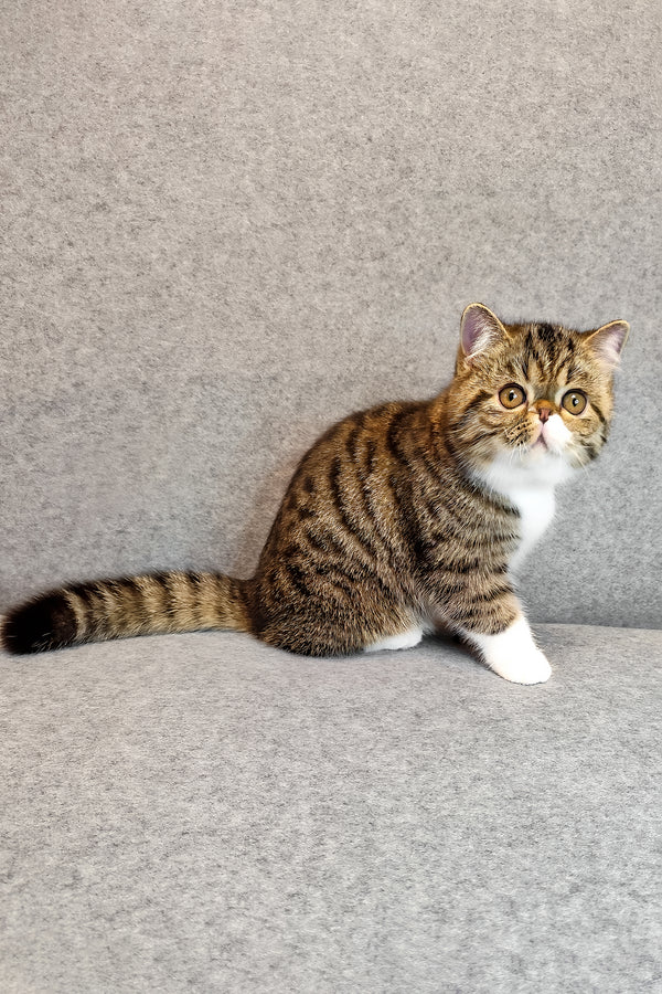 Anfisa | Exotic Shorthair Kitten
