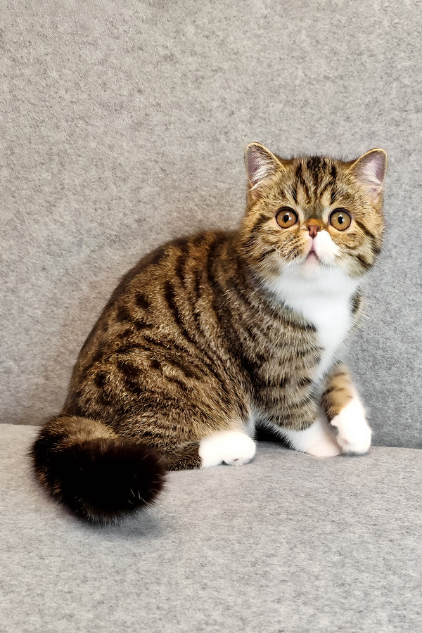 Anfisa | Exotic Shorthair Kitten