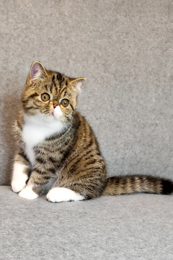 Anfisa | Exotic Shorthair Kitten