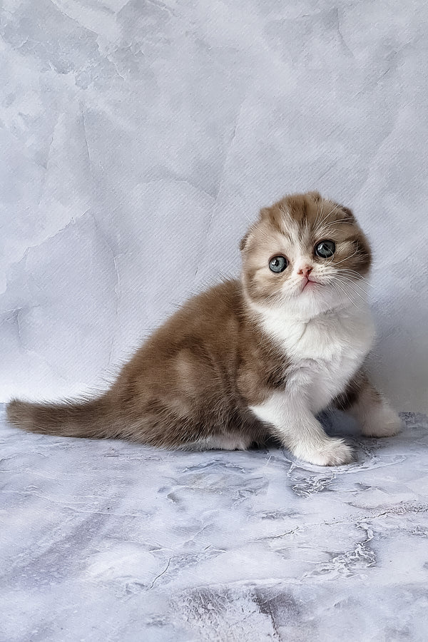 Angelo | Scottish Fold Kitten