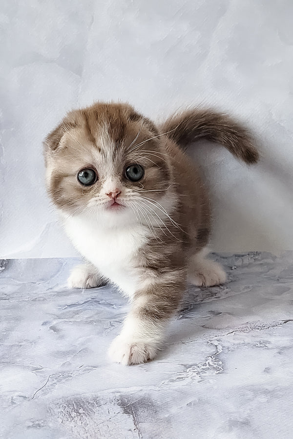 Angelo | Scottish Fold Kitten