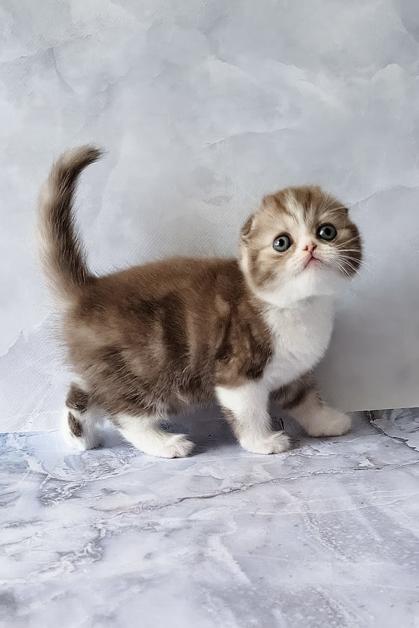 Angelo | Scottish Fold Kitten