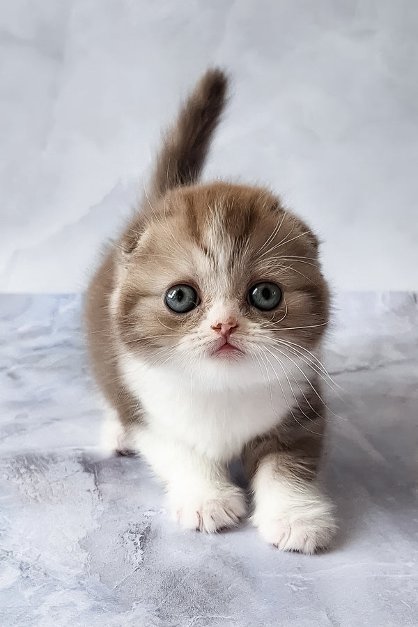 Angelo | Scottish Fold Kitten
