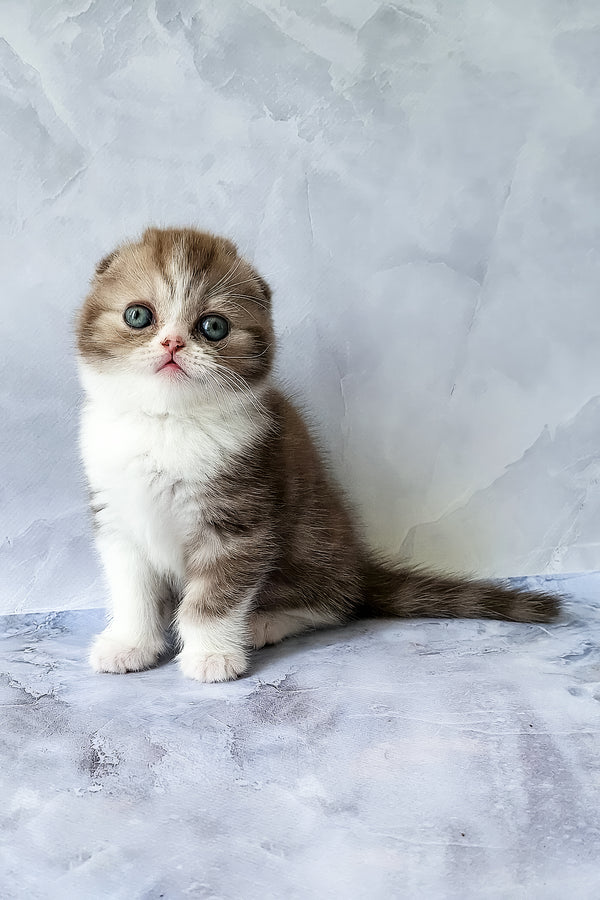 Angelo | Scottish Fold Kitten