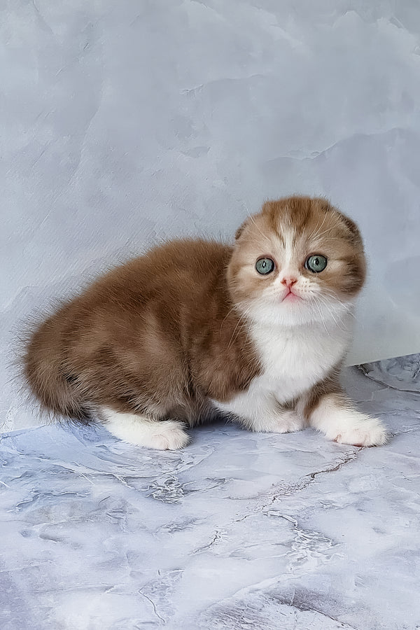 Angelo | Scottish Fold Kitten